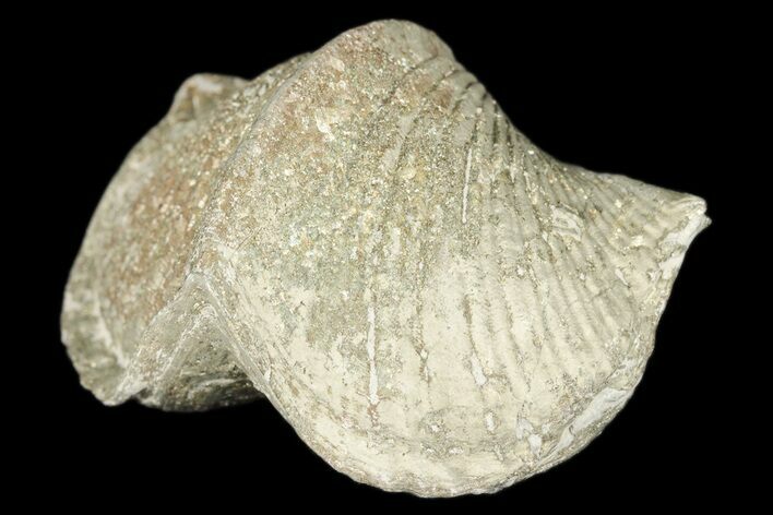 Pyrite Replaced Brachiopod (Paraspirifer) Fossil - Ohio #189163